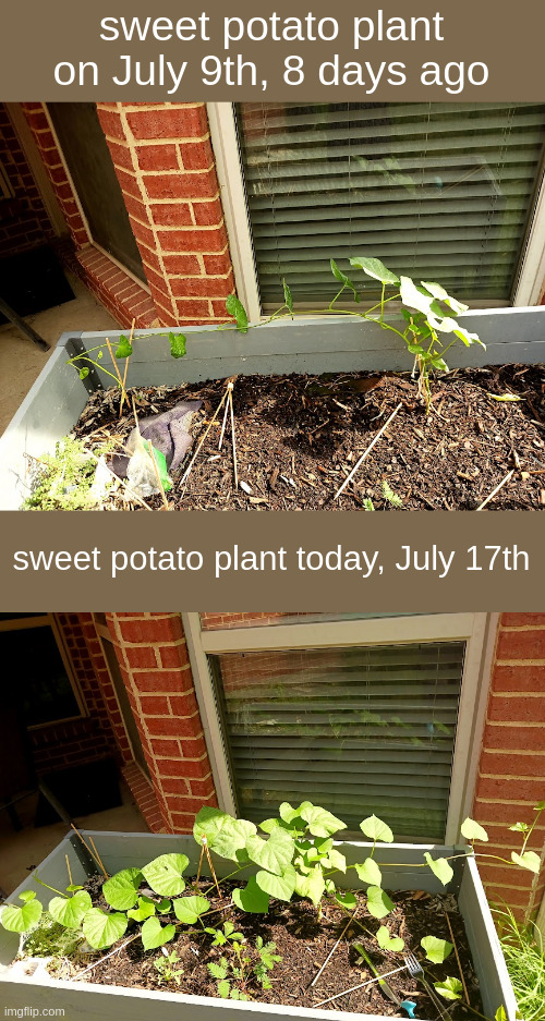 sweet potato plant on July 9th, 8 days ago; sweet potato plant today, July 17th | made w/ Imgflip meme maker