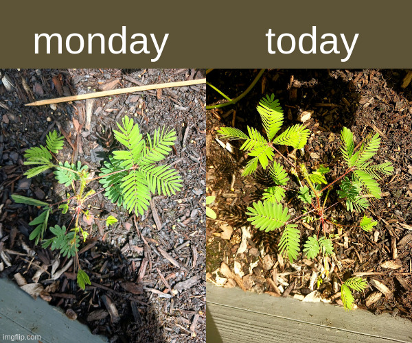 Mimosa pudica, sensitive plant | monday; today | made w/ Imgflip meme maker