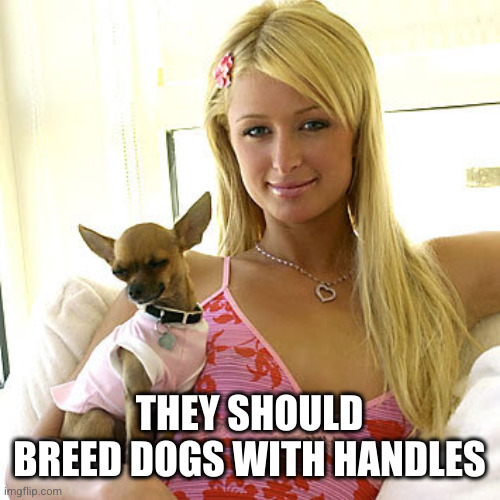 Paris Hilton | THEY SHOULD BREED DOGS WITH HANDLES | image tagged in paris hilton | made w/ Imgflip meme maker