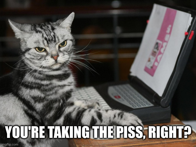 Annoyed Designer Cat | YOU'RE TAKING THE PISS, RIGHT? | image tagged in annoyed designer cat | made w/ Imgflip meme maker
