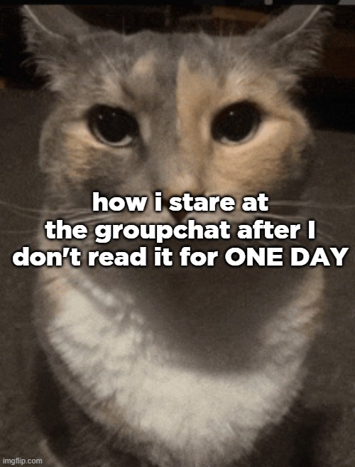 cat dead stare | how i stare at the groupchat after I don't read it for ONE DAY | image tagged in cat dead stare | made w/ Imgflip meme maker