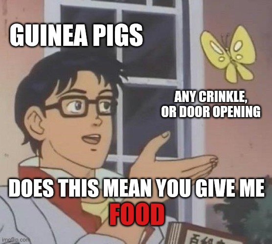 Is This A Pigeon | GUINEA PIGS; ANY CRINKLE, OR DOOR OPENING; DOES THIS MEAN YOU GIVE ME; FOOD | image tagged in memes,is this a pigeon,guinea pig | made w/ Imgflip meme maker