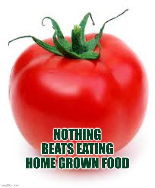 Nothing beats eating home grown food | NOTHING BEATS EATING HOME GROWN FOOD | image tagged in tomato,gardening | made w/ Imgflip meme maker