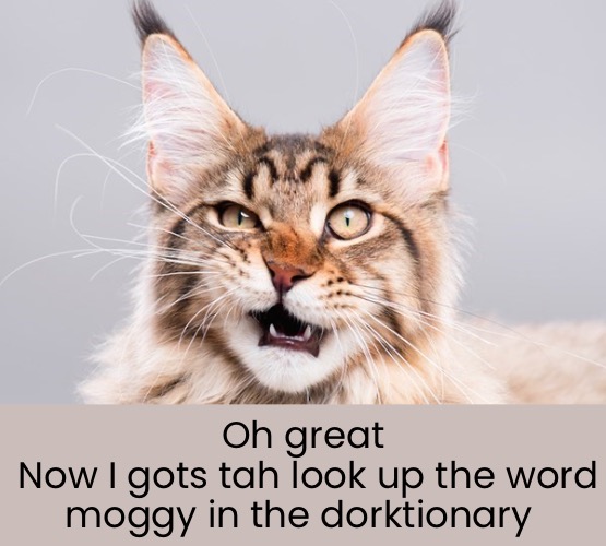 Oh great
 Now I gots tah look up the word moggy in the dorktionary | made w/ Imgflip meme maker