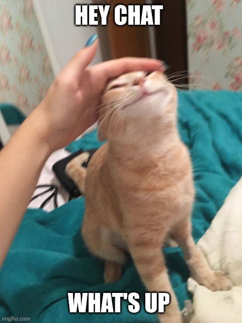 :3 how are ya'll | HEY CHAT; WHAT'S UP | image tagged in cat pat | made w/ Imgflip meme maker