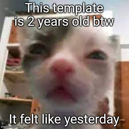 Cat lightskin stare | This template is 2 years old btw; It felt like yesterday | image tagged in cat lightskin stare | made w/ Imgflip meme maker