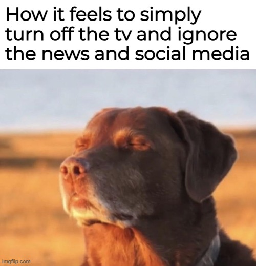 Blissful dog | How it feels to simply turn off the tv and ignore the news and social media | image tagged in blissful dog | made w/ Imgflip meme maker