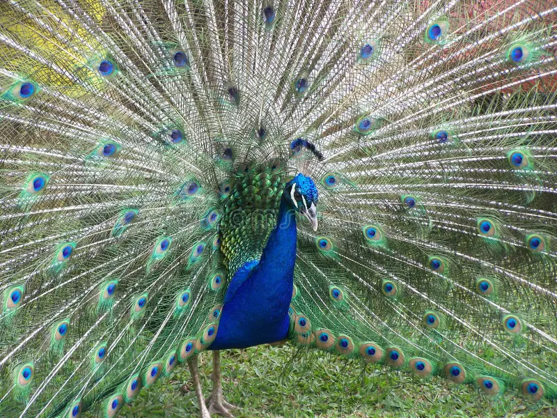 Male and female peacocks Blank Meme Template