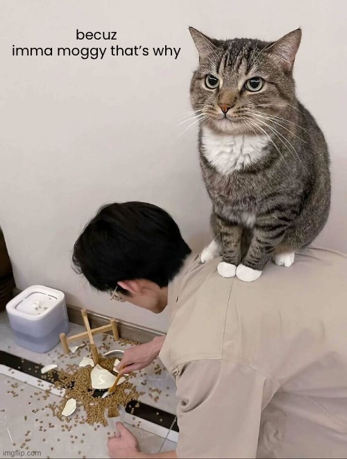 becuz imma moggy that’s why | made w/ Imgflip meme maker