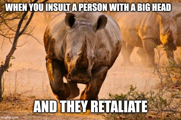 True story | WHEN YOU INSULT A PERSON WITH A BIG HEAD; AND THEY RETALIATE | image tagged in rhino,memes | made w/ Imgflip meme maker