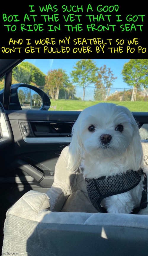 Dexter wanted to tell you about his day… | I WAS SUCH A GOOD BOI AT THE VET THAT I GOT TO RIDE IN THE FRONT SEAT; AND I WORE MY SEATBELT SO WE DON’T GET PULLED OVER BY THE PO PO | image tagged in funny memes,dexter | made w/ Imgflip meme maker
