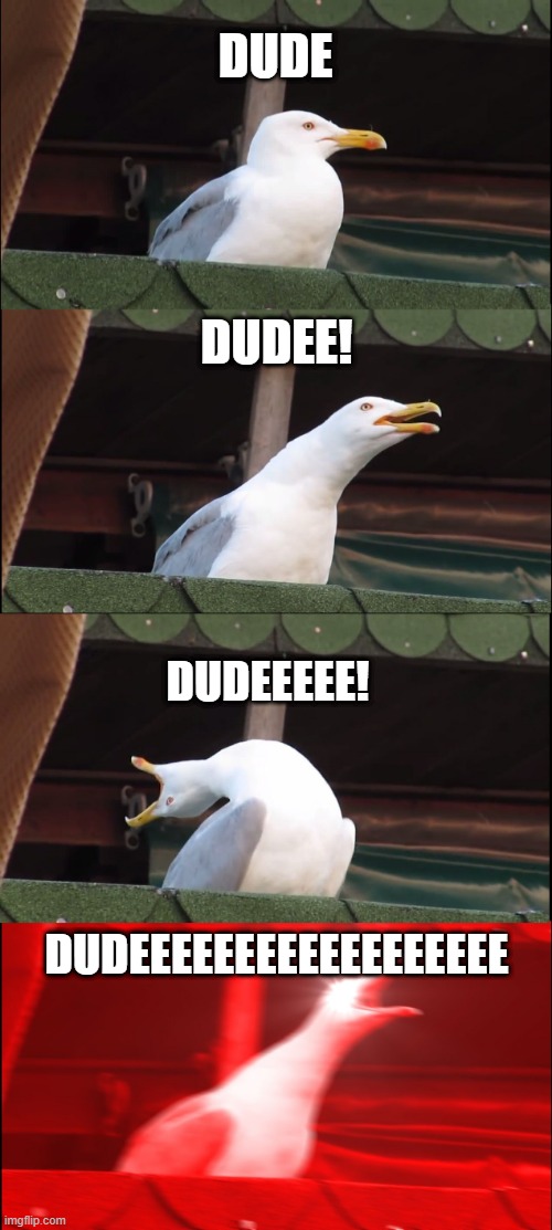 Dude! | DUDE; DUDEE! DUDEEEEE! DUDEEEEEEEEEEEEEEEEEE | image tagged in memes,inhaling seagull | made w/ Imgflip meme maker