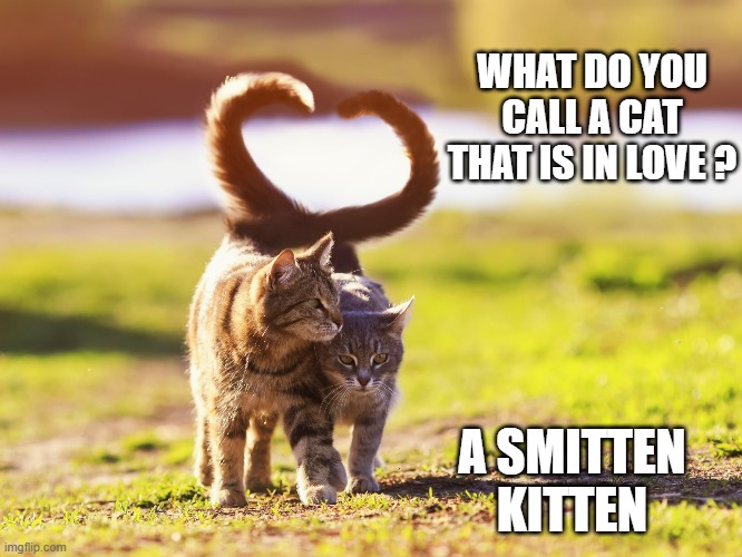 What do you call a young cat that is in love? A smitten kitten. | WHAT DO YOU CALL A CAT THAT IS IN LOVE ? A SMITTEN KITTEN | image tagged in funny,cats,humor,kittens,rhymes,play on words | made w/ Imgflip meme maker