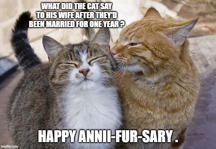 What did the cat say to his wife after 1 year of marriage? Happy Anni-fur-sary | WHAT DID THE CAT SAY TO HIS WIFE AFTER THEY'D BEEN MARRIED FOR ONE YEAR ? HAPPY ANNII-FUR-SARY . | image tagged in cats,funny,kittens,happy anniversary,humor,play on words | made w/ Imgflip meme maker