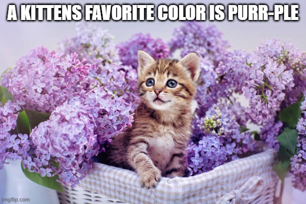 A kittens favorite color is purr-ple, of course.  - funny - | A KITTENS FAVORITE COLOR IS PURR-PLE | image tagged in funny,cats,humor,kittens,play on words,colors | made w/ Imgflip meme maker