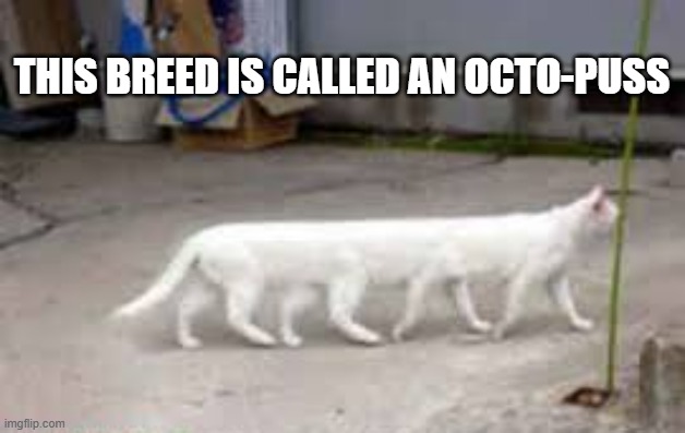 This breed of cat is called an Octo-puss.   - funny - | THIS BREED IS CALLED AN OCTO-PUSS | image tagged in cats,funny,humor,kittens,play on words | made w/ Imgflip meme maker