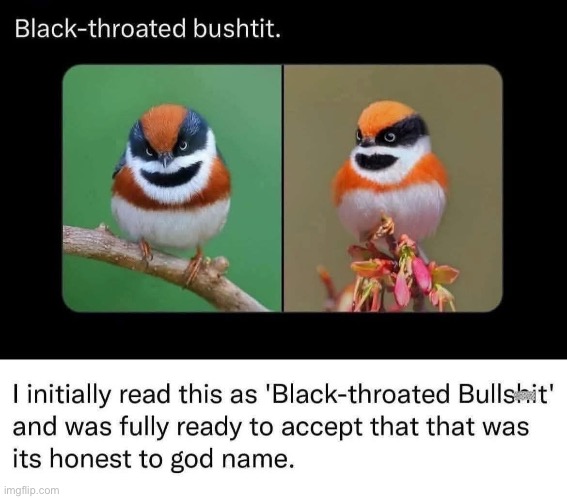 Birb poop | image tagged in bird,black,throat,name | made w/ Imgflip meme maker