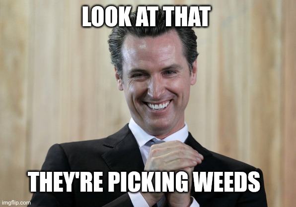 Scheming Gavin Newsom  | LOOK AT THAT THEY'RE PICKING WEEDS | image tagged in scheming gavin newsom | made w/ Imgflip meme maker
