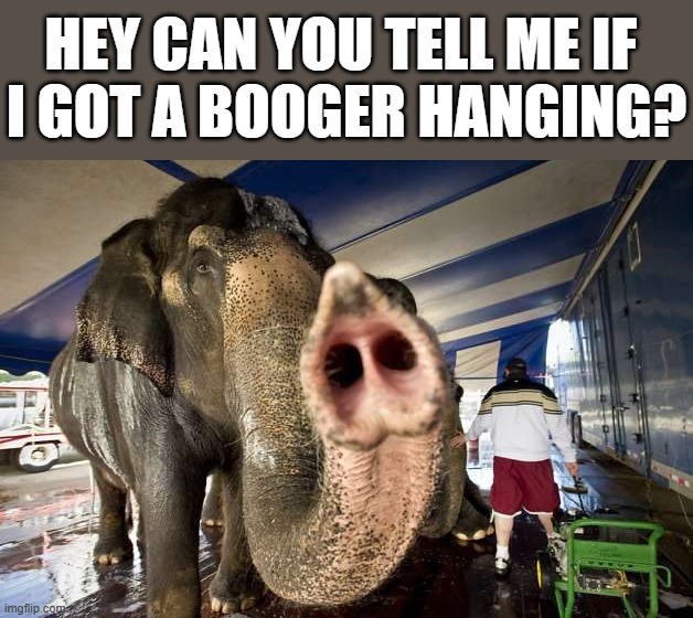 HEY CAN YOU TELL ME IF 
I GOT A BOOGER HANGING? | image tagged in elephant | made w/ Imgflip meme maker