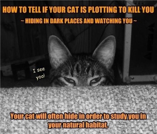 Murder Plotting | image tagged in cats,killer,stalker,plotting your demise,how to,funny cats | made w/ Imgflip meme maker