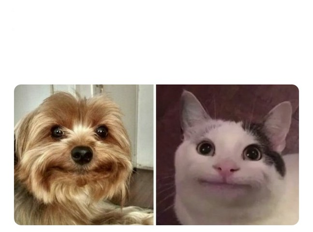 dog cat awkward stare Blank Meme Template