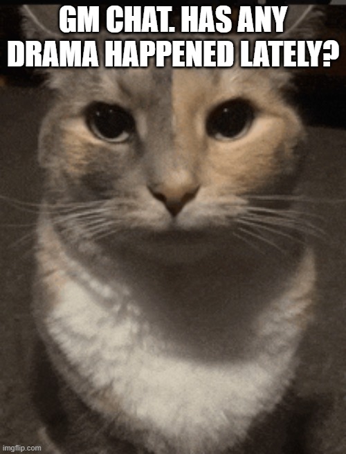 gotta start shitpostin | GM CHAT. HAS ANY DRAMA HAPPENED LATELY? | image tagged in cat dead stare | made w/ Imgflip meme maker