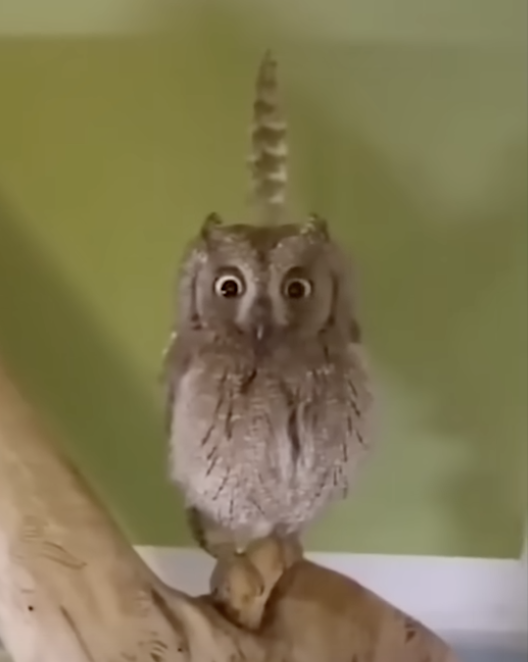 feather birb Blank Meme Template