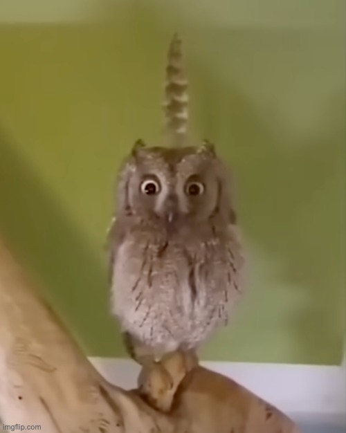 this image i found whilst consuming stupid ass memes | image tagged in feather birb | made w/ Imgflip meme maker
