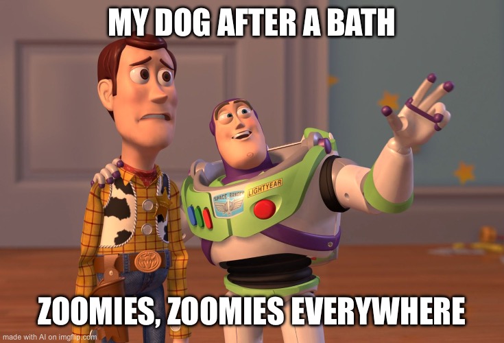 X, X Everywhere | MY DOG AFTER A BATH; ZOOMIES, ZOOMIES EVERYWHERE | image tagged in memes,x x everywhere | made w/ Imgflip meme maker