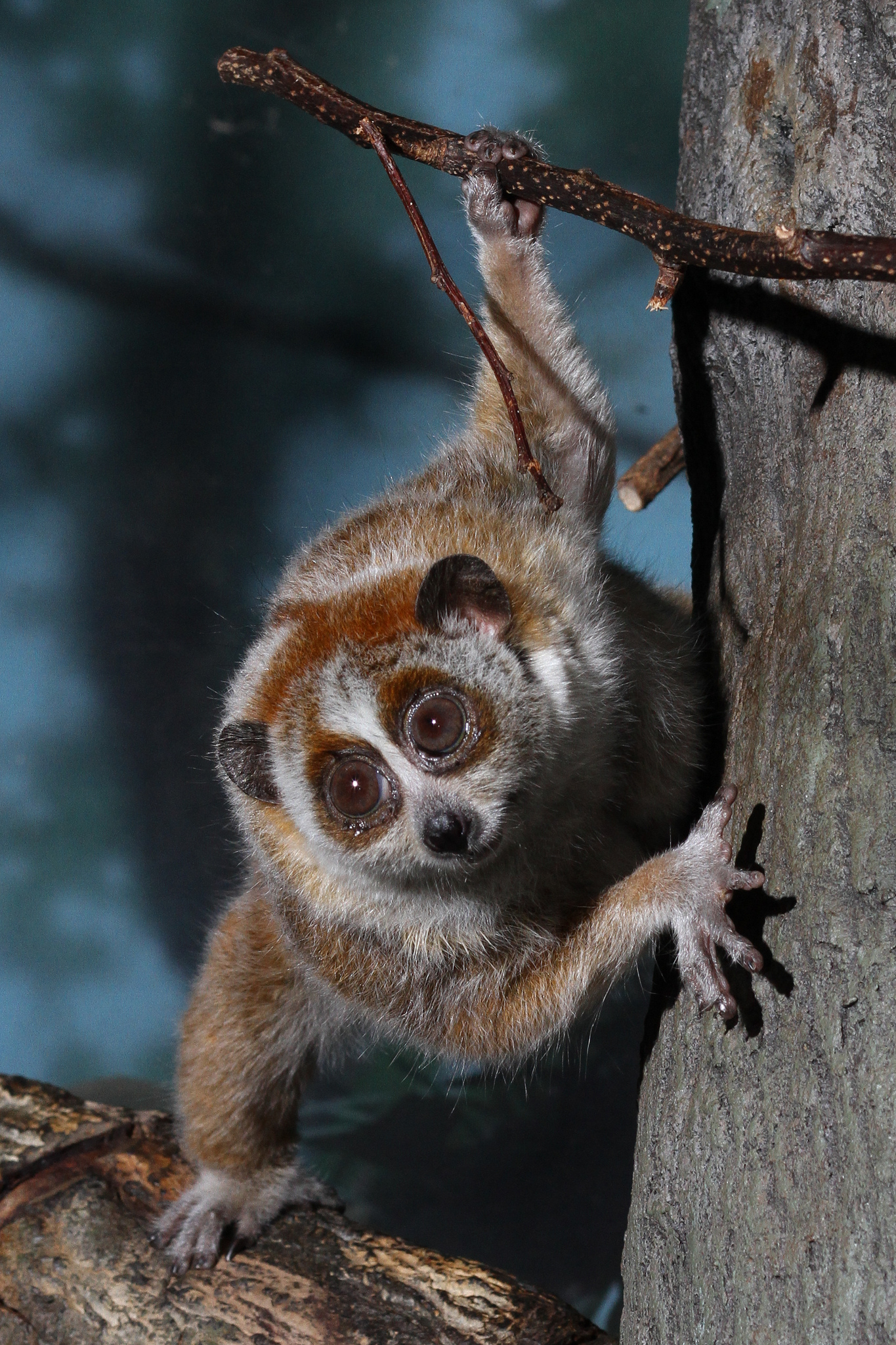 Slow Loris Blank Meme Template