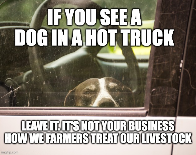 Hotdog | IF YOU SEE A DOG IN A HOT TRUCK; LEAVE IT. IT'S NOT YOUR BUSINESS HOW WE FARMERS TREAT OUR LIVESTOCK | image tagged in elwood,elwooddogmeat,farm,farming,satire,vegans do everthing better even fart | made w/ Imgflip meme maker