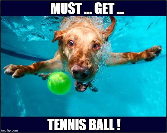 Fun In The Pool ! | MUST ... GET ... TENNIS BALL ! | image tagged in dogs,swimming pool,tennis ball | made w/ Imgflip meme maker