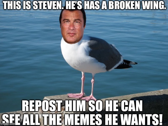 Poor Steven… :( | THIS IS STEVEN. HE’S HAS A BROKEN WING. REPOST HIM SO HE CAN SEE ALL THE MEMES HE WANTS! | image tagged in steven seagulled | made w/ Imgflip meme maker