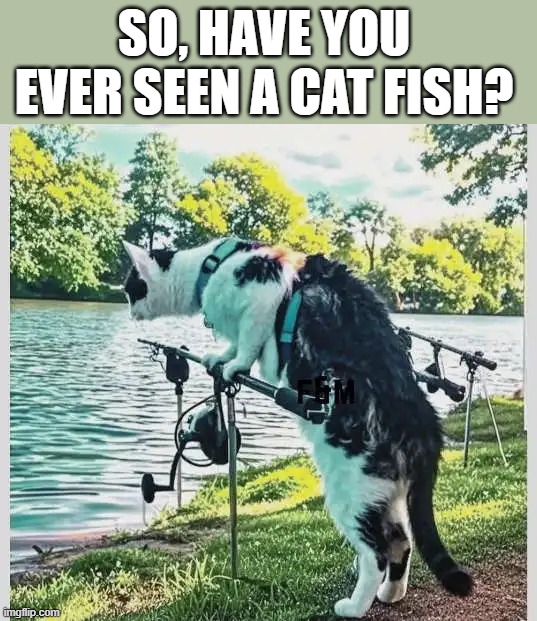 SO, HAVE YOU EVER SEEN A CAT FISH? | image tagged in fishing | made w/ Imgflip meme maker
