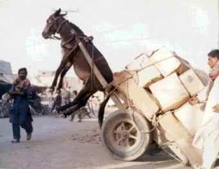 donkey heavy cart Blank Meme Template