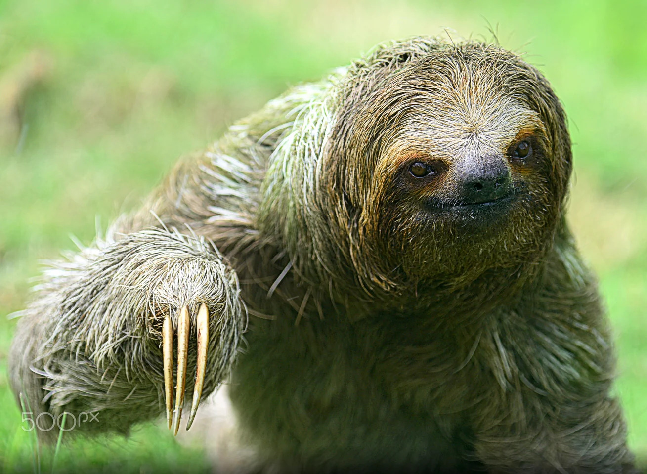 Creepy Sloth Blank Meme Template
