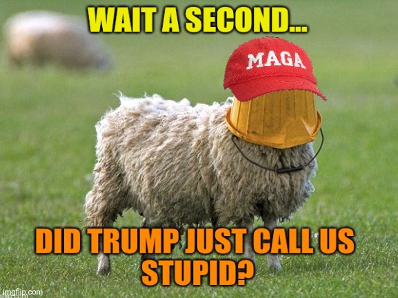 Maga starting to get a clue ~ about time. | image tagged in donald trump,maga,stupid,sheep,clueless,weaklings | made w/ Imgflip meme maker