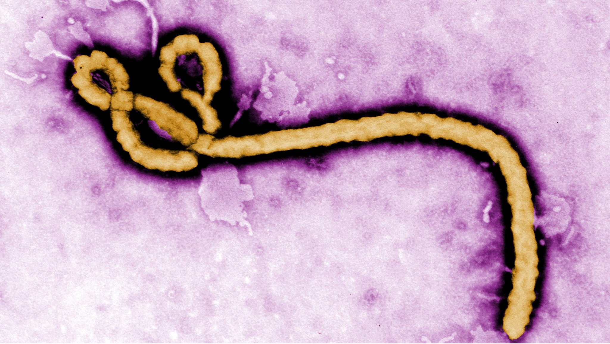 High Quality Ebola Blank Meme Template