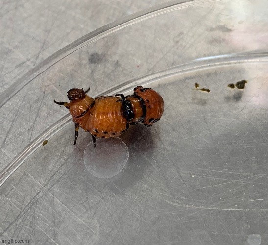 Baby potato beetles | made w/ Imgflip meme maker