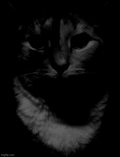 by the way i see many of your private images that you dont submit including the gooner ones that many users in msmg have posted | image tagged in cat dead stare | made w/ Imgflip meme maker