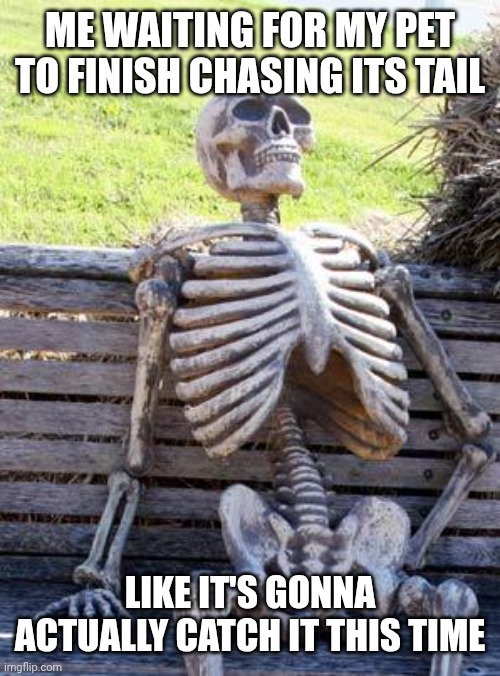 Dog | ME WAITING FOR MY PET TO FINISH CHASING ITS TAIL; LIKE IT'S GONNA ACTUALLY CATCH IT THIS TIME | image tagged in memes,waiting skeleton | made w/ Imgflip meme maker