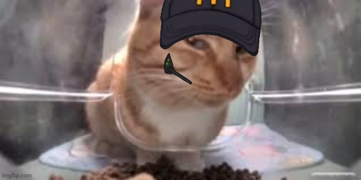 cat sideeye | image tagged in cat sideeye | made w/ Imgflip meme maker