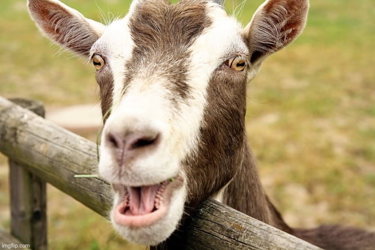 Laughing goat | image tagged in laughing goat | made w/ Imgflip meme maker