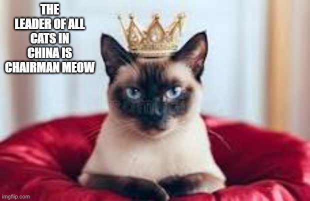 The leader of all cats in China is Chairman Meow.  - funny - | THE LEADER OF ALL CATS IN CHINA IS CHAIRMAN MEOW | image tagged in cats,funny,kittens,humor,china,play on words | made w/ Imgflip meme maker