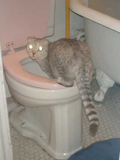 Toilet Fold Blank Meme Template