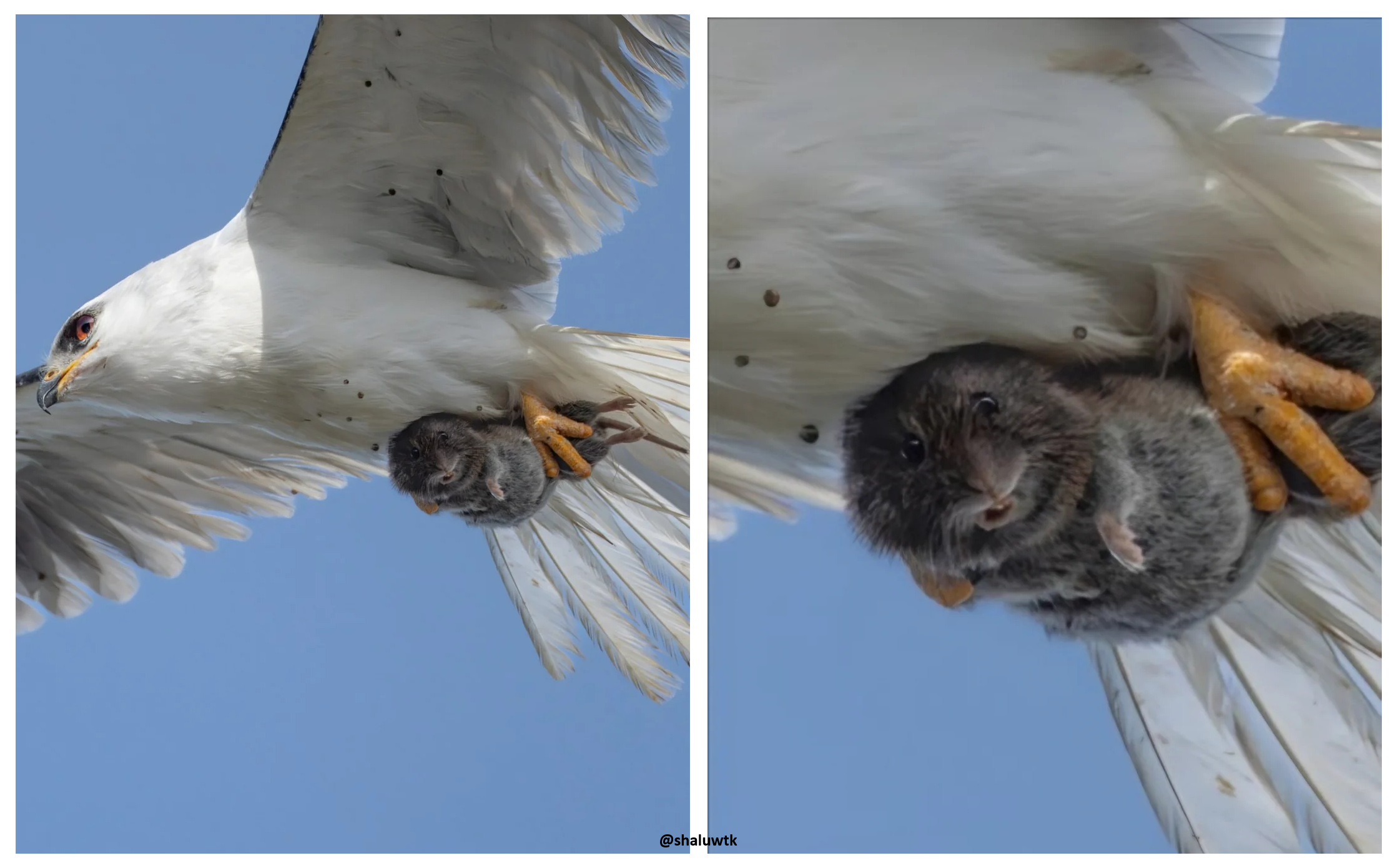 rodent's last moment of realization Blank Meme Template