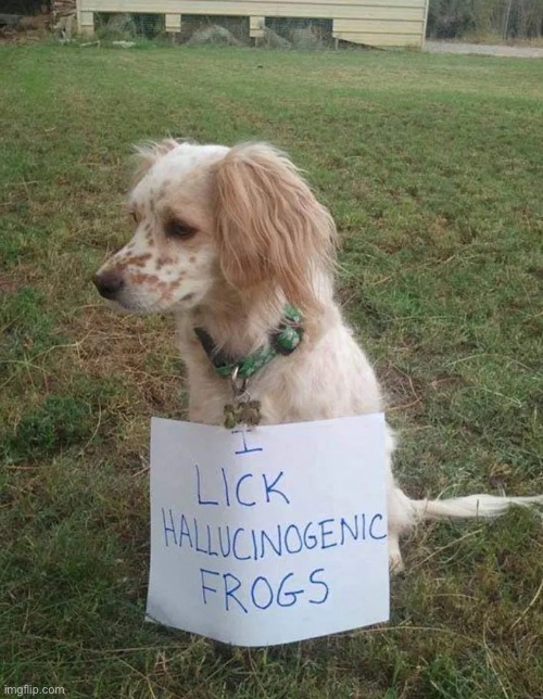 Hallucinogenic Frog Licker | image tagged in dogs,funny dogs,hallucinate,frogs,pet shamed,fun | made w/ Imgflip meme maker