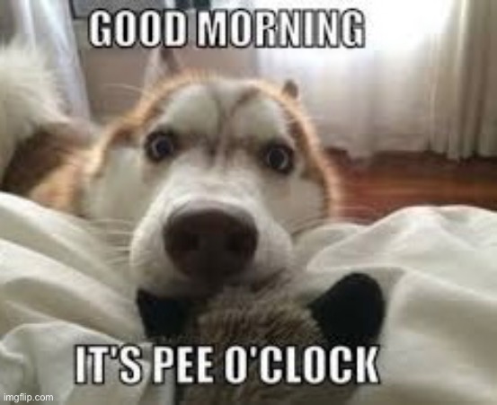 Pee O Clock | image tagged in dogs,funny dog memes,pee,good morning,bathroom,wake up | made w/ Imgflip meme maker