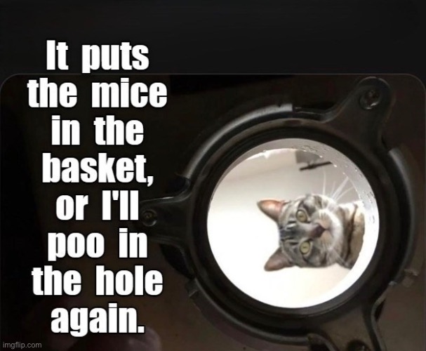 Poo In The Hole | image tagged in cats,funny cats,poop,buffalo bill silence of the lambs,cattitude,fun | made w/ Imgflip meme maker