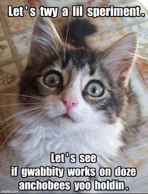 An Experiment | image tagged in cats,funny cat memes,kittens,bad grammar and spelling memes,cute cat,gravity | made w/ Imgflip meme maker